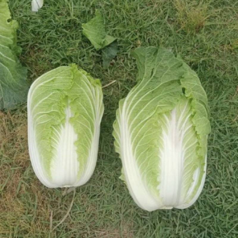 尚义黄心大白菜