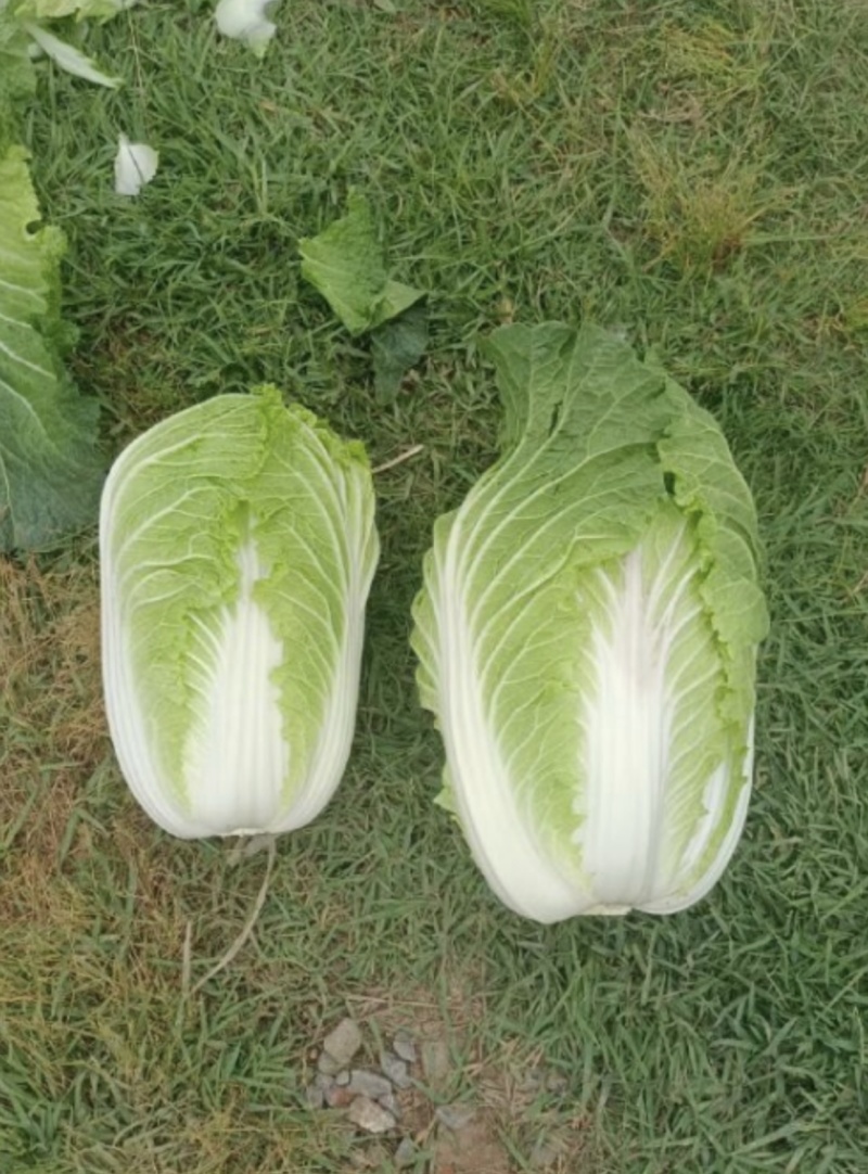 尚义黄心大白菜