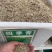 进口四季青草籽混播草籽种子护坡庭院绿化低矮草种不修剪耐寒