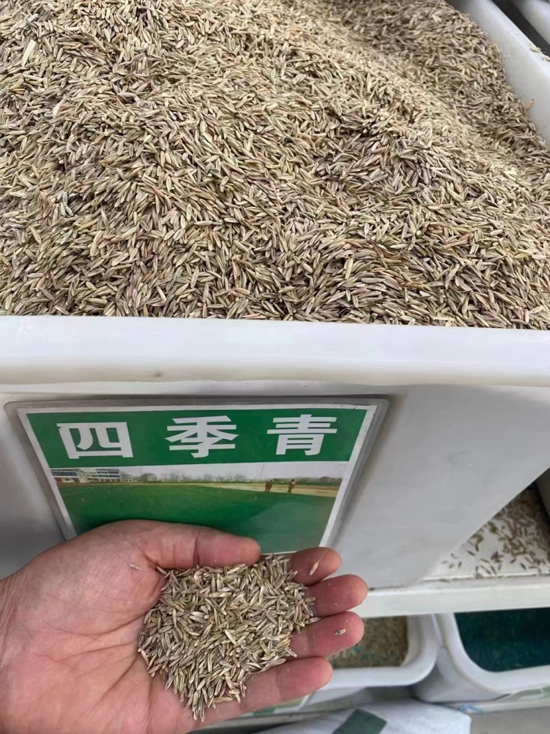 进口四季青草籽混播草籽种子护坡庭院绿化低矮草种不修剪耐寒
