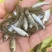 鲮鱼苗土鲮鱼苗麦鲮鱼苗淡水养殖可食用活体养殖小鱼苗
