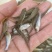 鲮鱼苗土鲮鱼苗麦鲮鱼苗淡水养殖可食用活体养殖小鱼苗