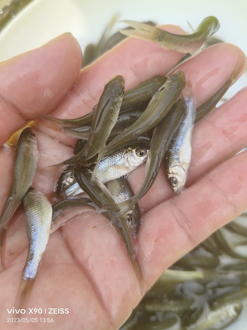 鲮鱼苗土鲮鱼苗麦鲮鱼苗淡水养殖可食用活体养殖小鱼苗