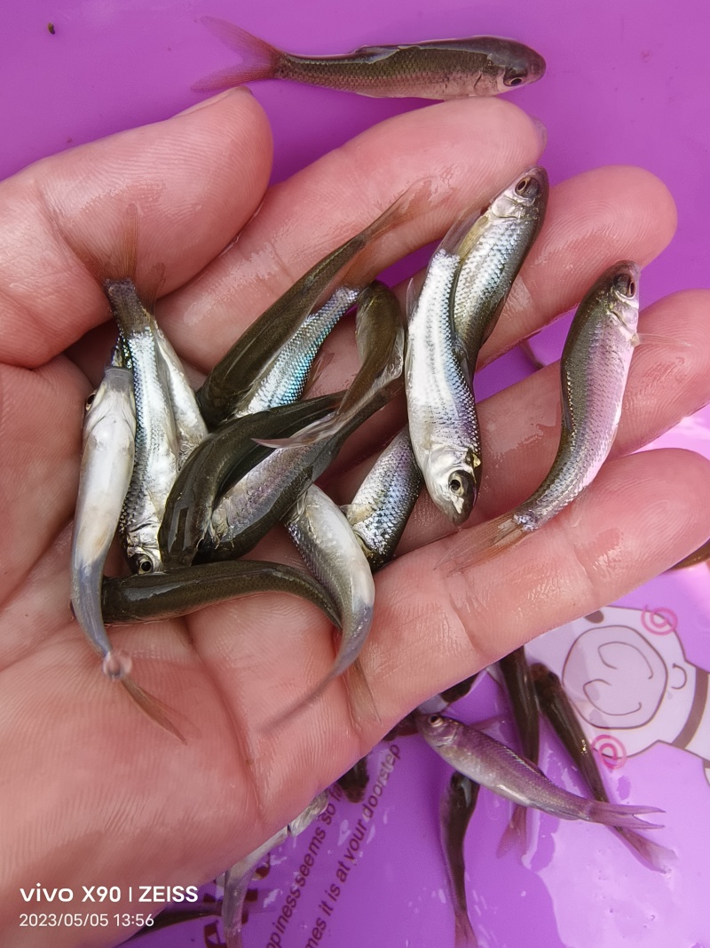 鲮鱼苗土鲮鱼苗麦鲮鱼苗淡水养殖可食用活体养殖小鱼苗