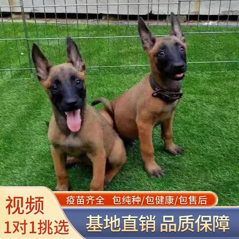 精品纯种爆红马犬紫红马犬公母都有托运到家