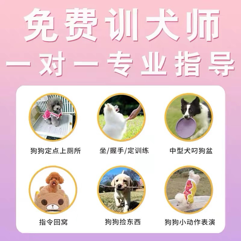 精品纯种爆红马犬紫红马犬公母都有托运到家