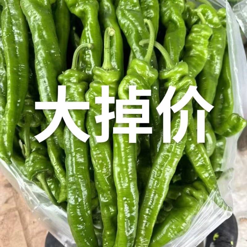 精品陇椒