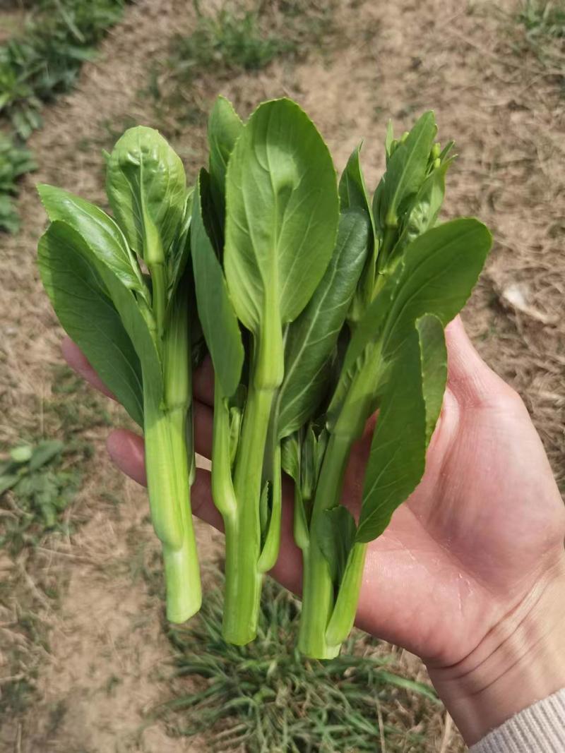 精品菜苔，油菜苔，青油菜苔大量上市中，货源充足，品质保证