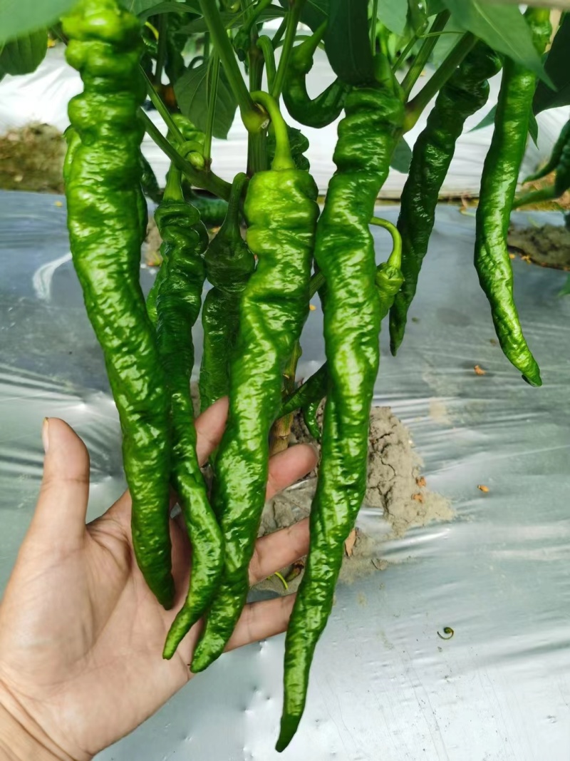 辣椒苗，螺丝椒苗，薄皮螺丝椒苗，辣椒苗，大青椒苗