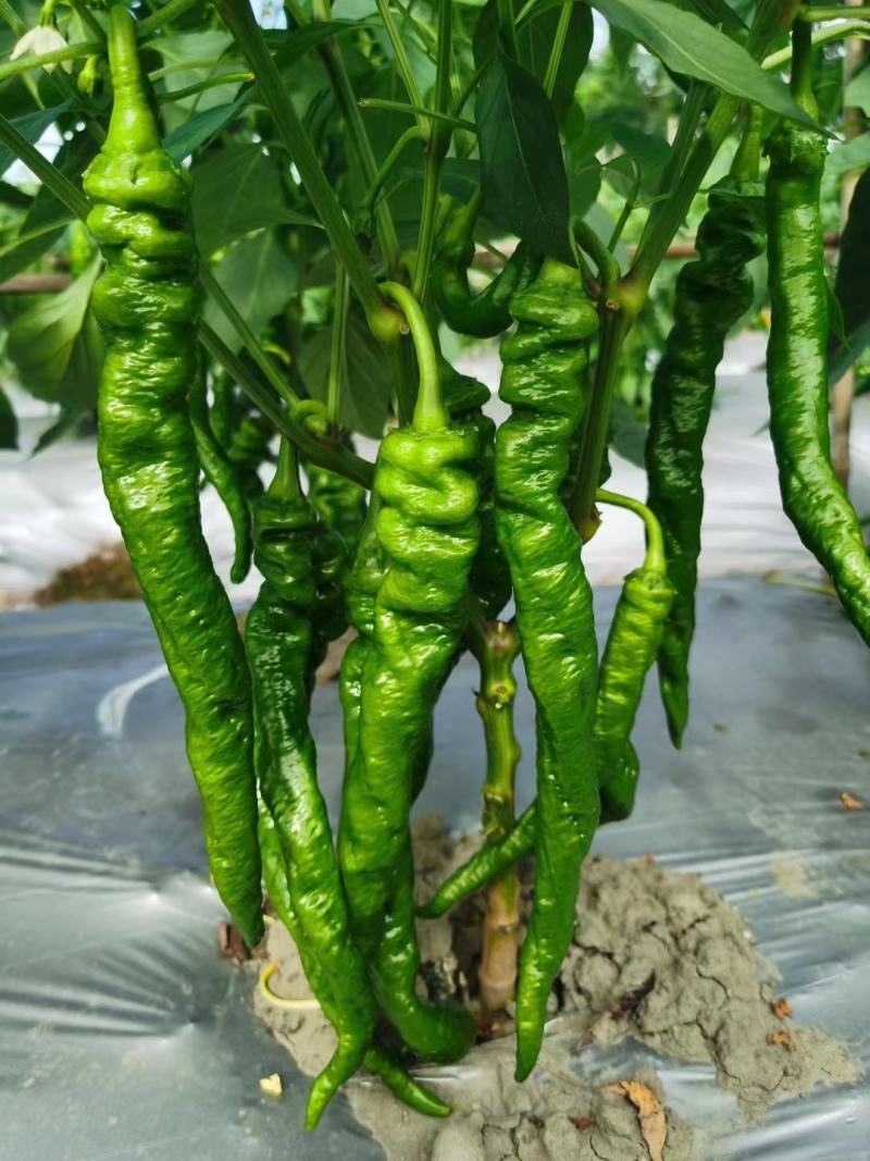 辣椒苗，螺丝椒苗，薄皮螺丝椒苗，辣椒苗，大青椒苗