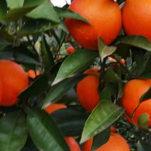 重庆长寿湖塔罗科血橙，色泽鲜艳，果汁充足，入口化渣。