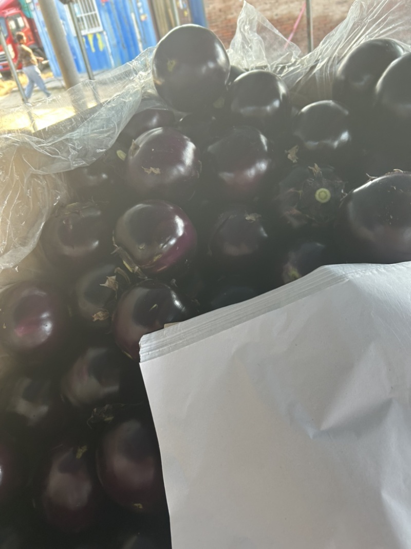 精品紫光圆茄己上市，质量保证，基地直发，电商供货。