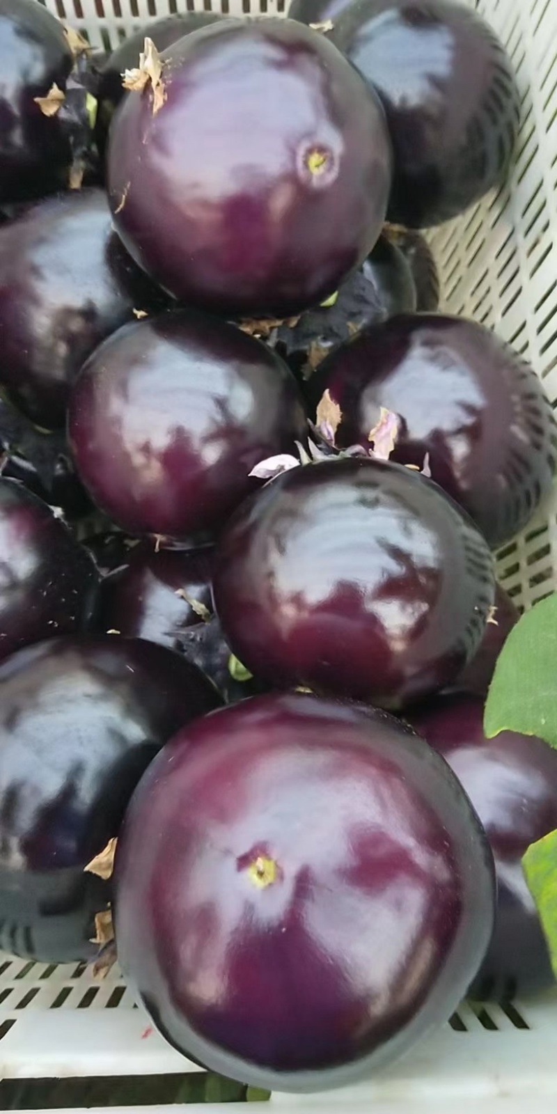 精品紫光圆茄己上市，质量保证，基地直发，电商供货。