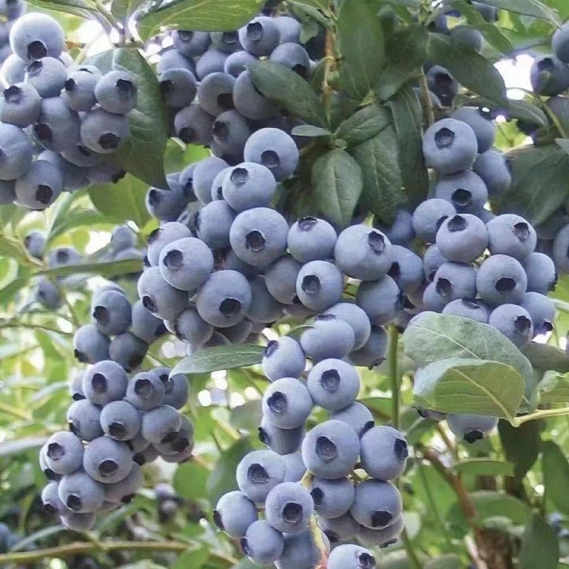 山东蓝莓莱克西蓝莓瑞卡薄雾蓝莓电商精选大果品质保证