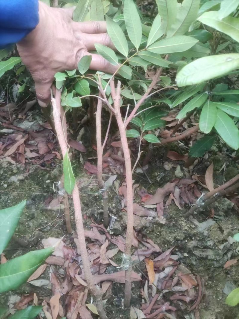 广西容县柱良龙眼稼接苗批发基地欢迎老板电联