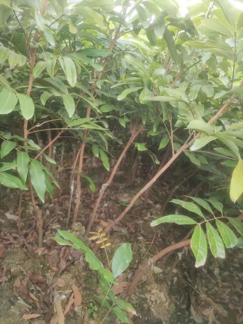广西容县柱良龙眼稼接苗批发基地欢迎老板电联