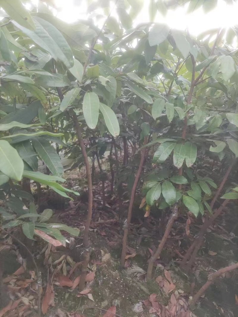 广西容县柱良龙眼稼接苗批发基地欢迎老板电联
