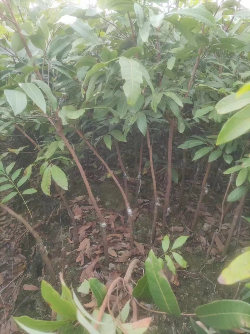 广西容县柱良龙眼稼接苗批发基地欢迎老板电联