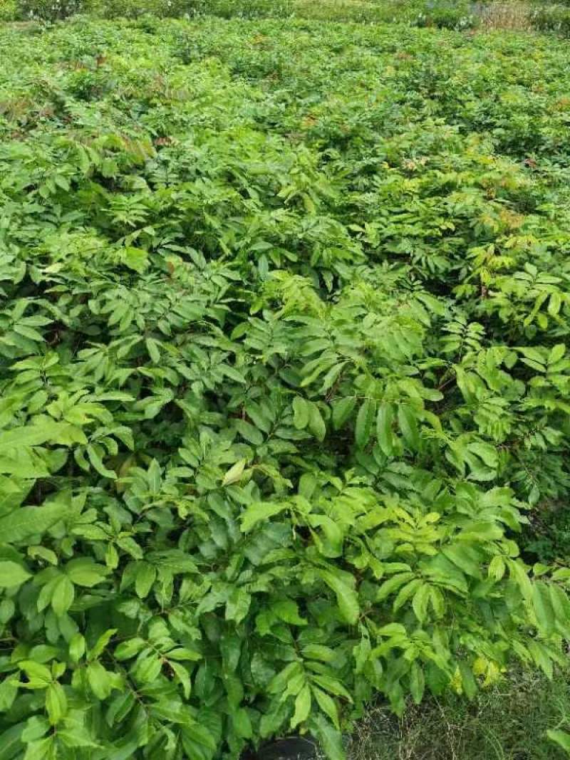 广西容县柱良龙眼稼接苗批发基地欢迎老板电联