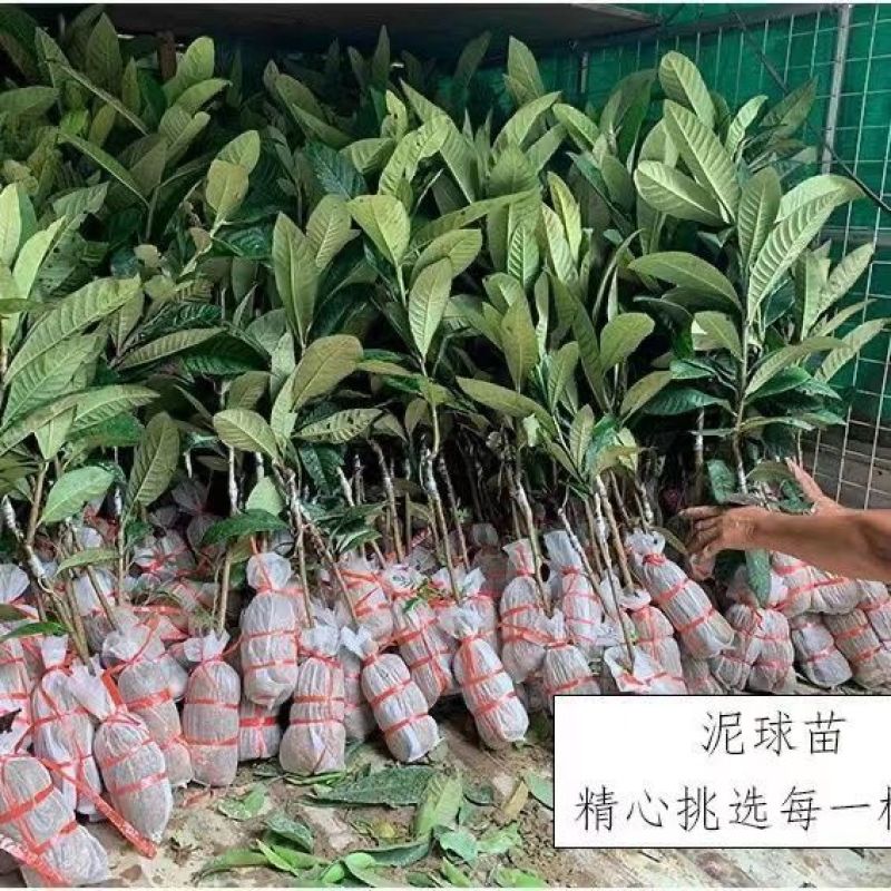 新品种枇杷树无籽苗无核砂糖枇杷果树苗南北方种植抗旱耐寒