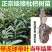 新品种枇杷树无籽苗无核砂糖枇杷果树苗南北方种植抗旱耐寒