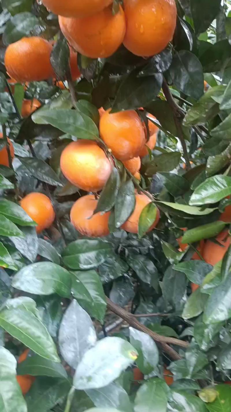 【推荐】广西武鸣沃柑大量有货一手货源对接商超批发市场