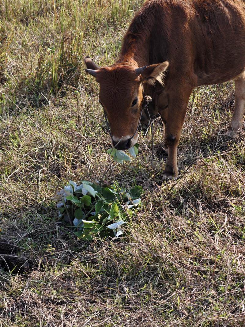 广西桂平散养母牛黄牛沙牛活牛只有一头可随时上门看货！
