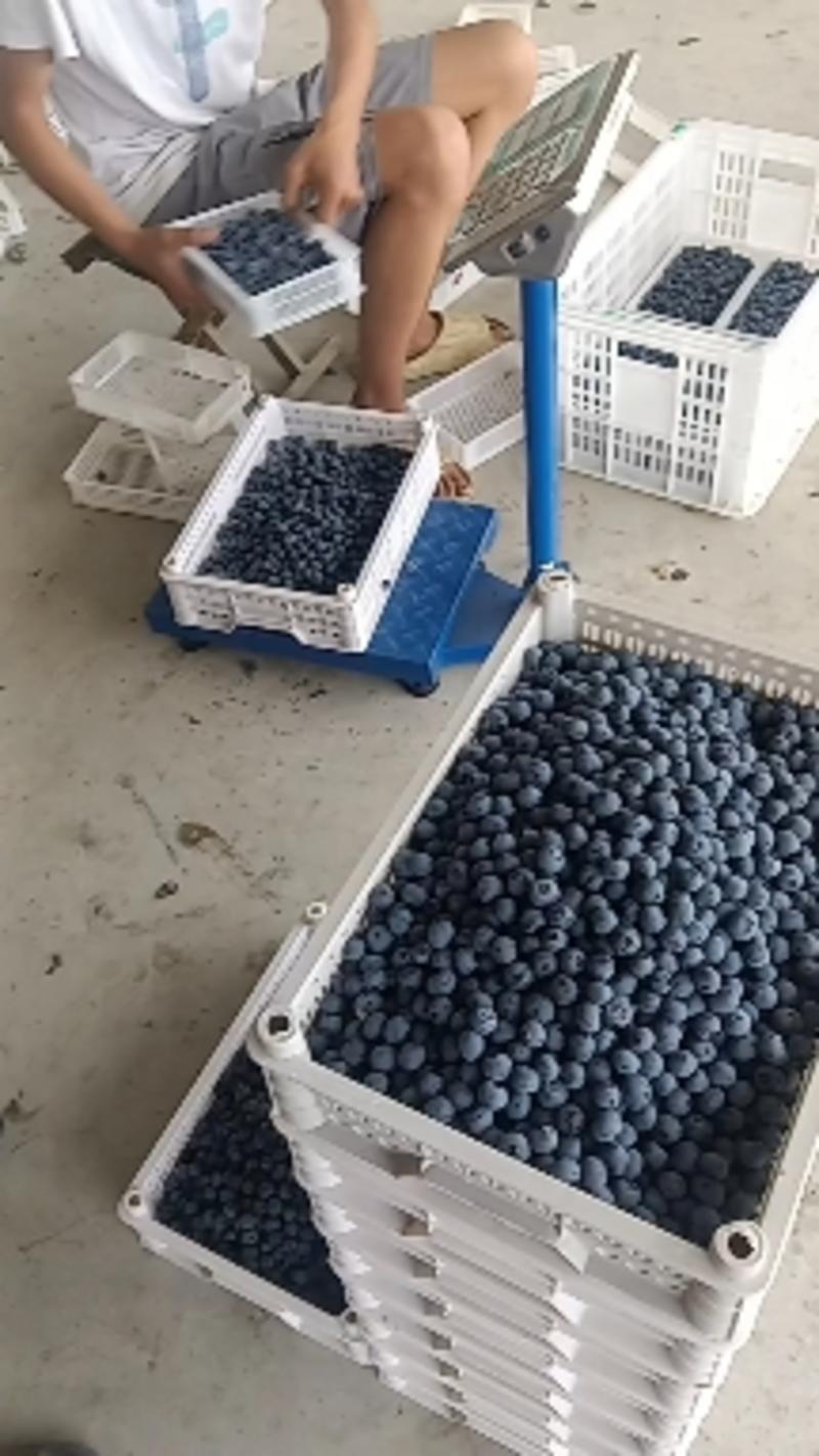 大棚蓝莓大量上市了L25云雀薄雾优瑞卡F6L