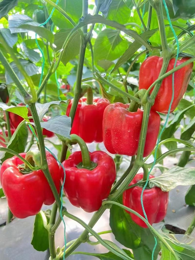 淄博临淄西红柿，西葫芦，标准化种植，大量有货！