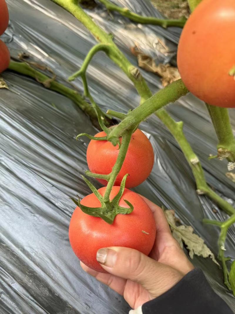 淄博临淄西红柿，西葫芦，标准化种植，大量有货！