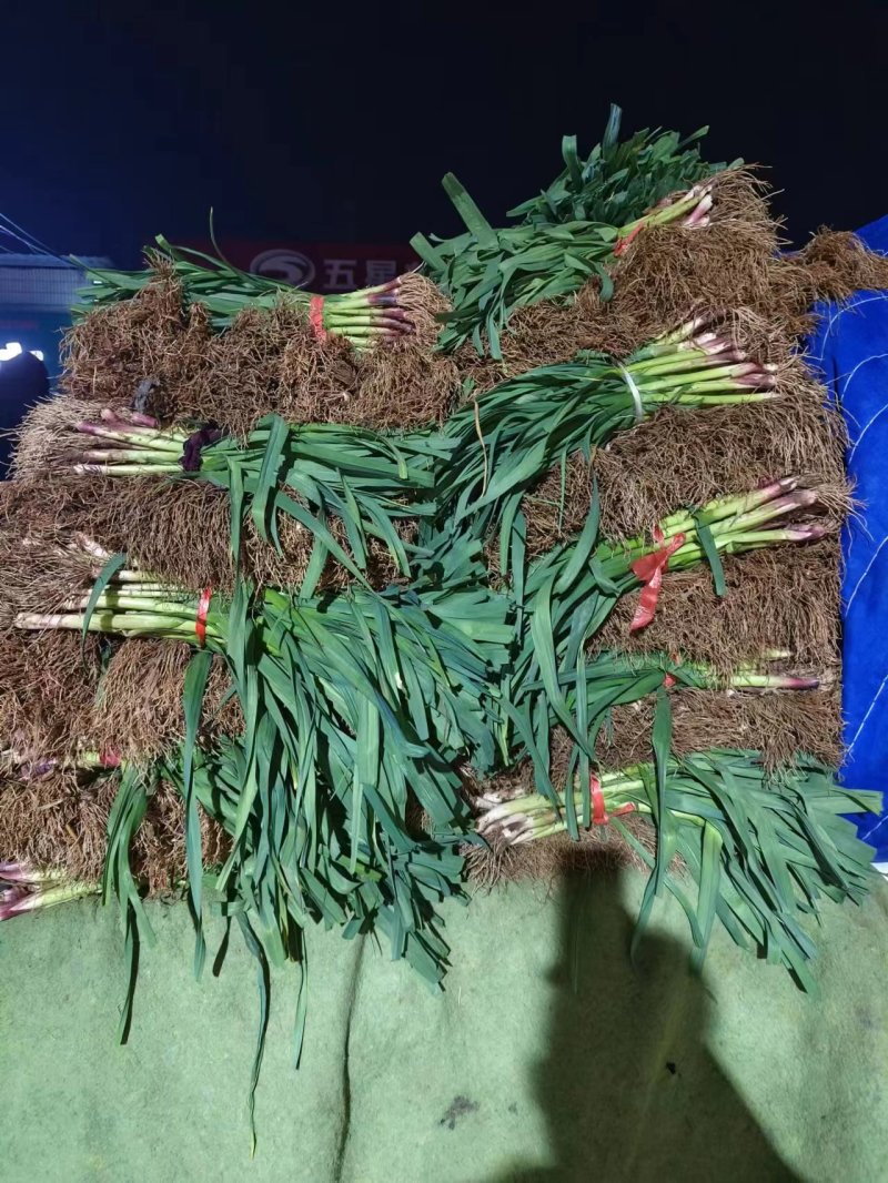 精品红皮蒜苗.产地直供.一手货源.大量接单