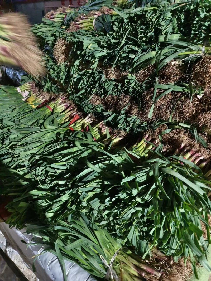 精品红皮蒜苗.产地直供.一手货源.大量接单