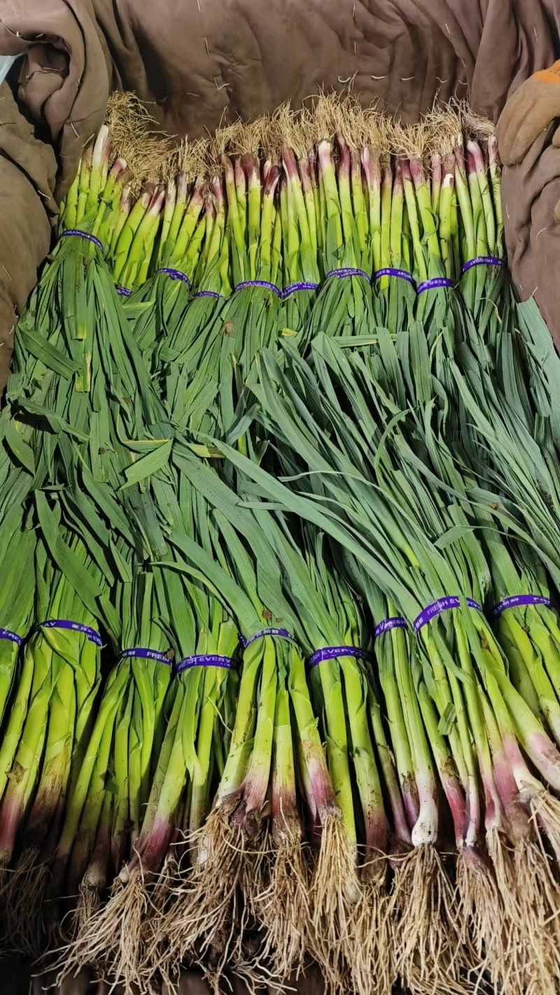 精品红皮蒜苗.产地直供.一手货源.大量接单