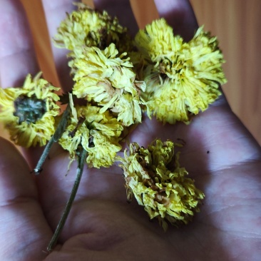 湖南自然晾晒，菊花干货