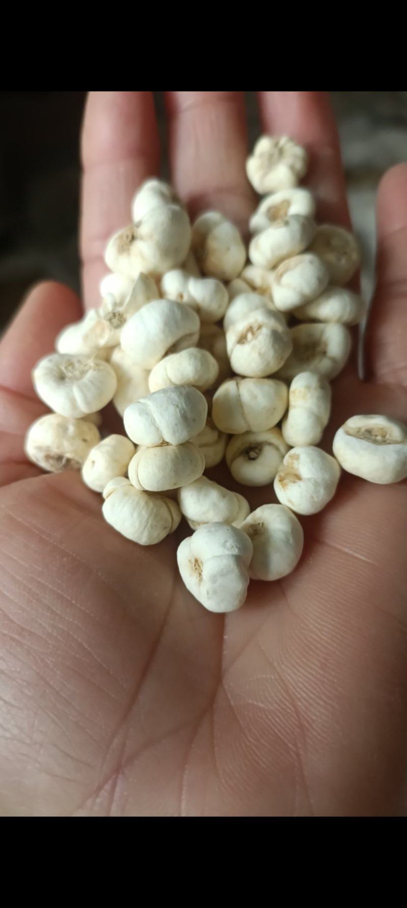 贝母，产地东北，实物拍照，可磨粉，含量高，支持在线下单