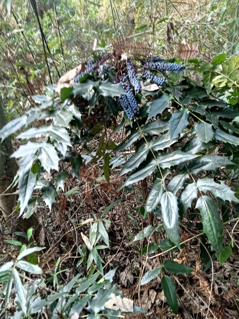十大功劳