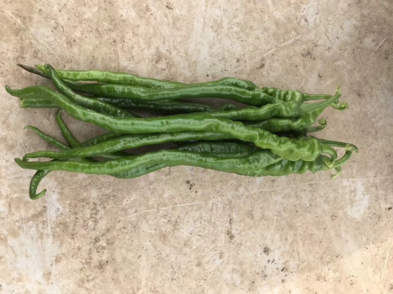中农福得细螺2号螺丝椒种子线型线螺椒种籽特辣抗病