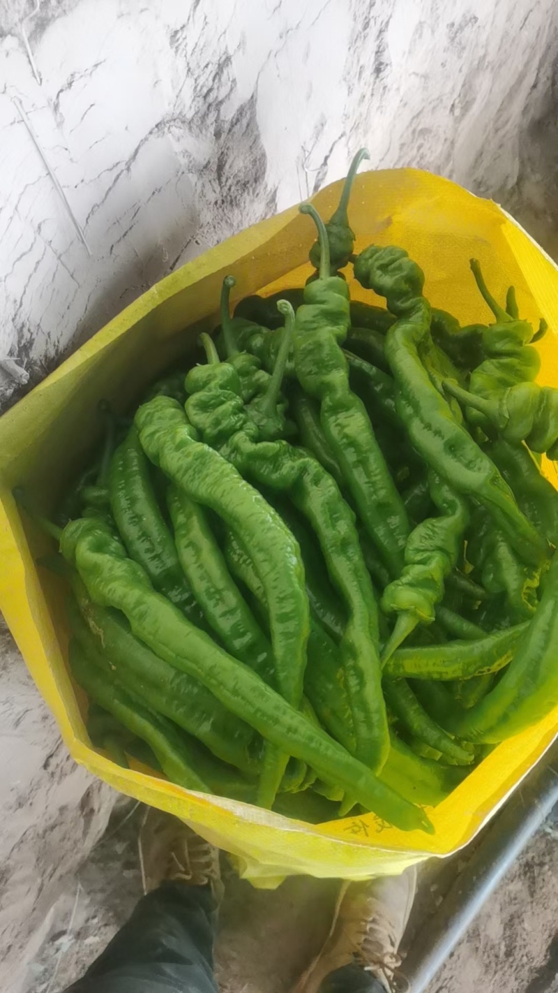 精品陇椒