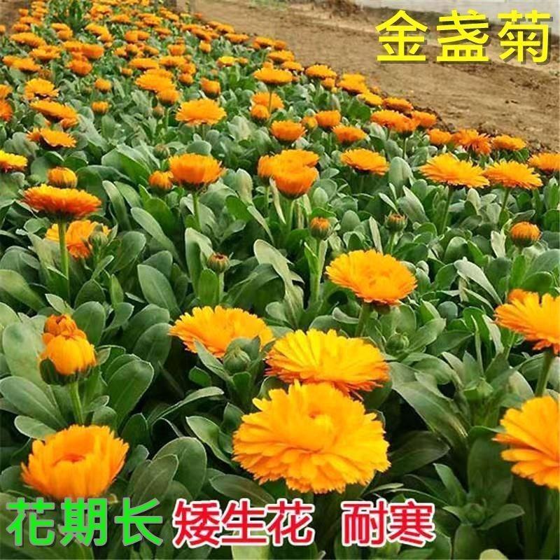 金盏菊种子金盏花常春花期长花海园林庭院景观盆栽花卉耐旱花