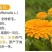 金盏菊种子金盏花常春花期长花海园林庭院景观盆栽花卉耐旱花