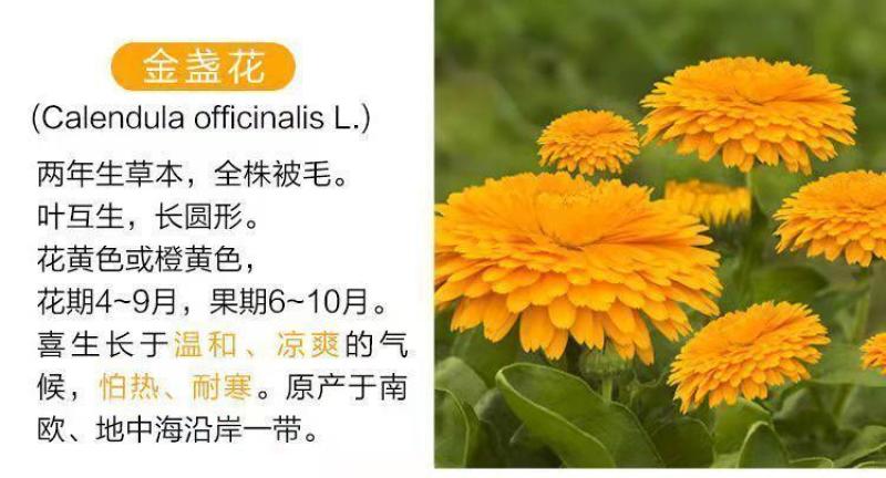 金盏菊种子金盏花常春花期长花海园林庭院景观盆栽花卉耐旱花