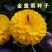 金盏菊种子金盏花常春花期长花海园林庭院景观盆栽花卉耐旱花