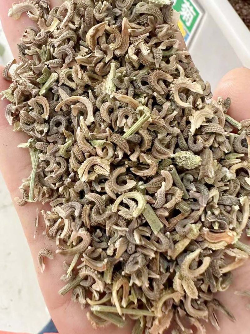 金盏菊种子金盏花常春花期长花海园林庭院景观盆栽花卉耐旱花