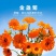 金盏菊种子金盏花常春花期长花海园林庭院景观盆栽花卉耐旱花