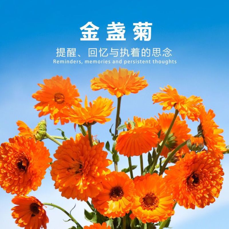 金盏菊种子金盏花常春花期长花海园林庭院景观盆栽花卉耐旱花