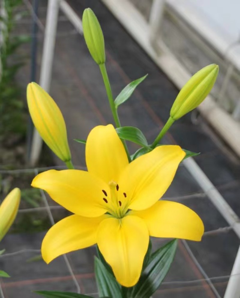 食用百合百合种球绿化苗木花海宿根花卉多年生颜色多规格多