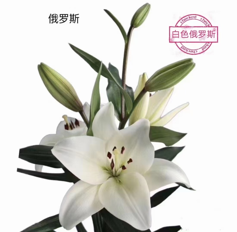 食用百合百合种球绿化苗木花海宿根花卉多年生颜色多规格多