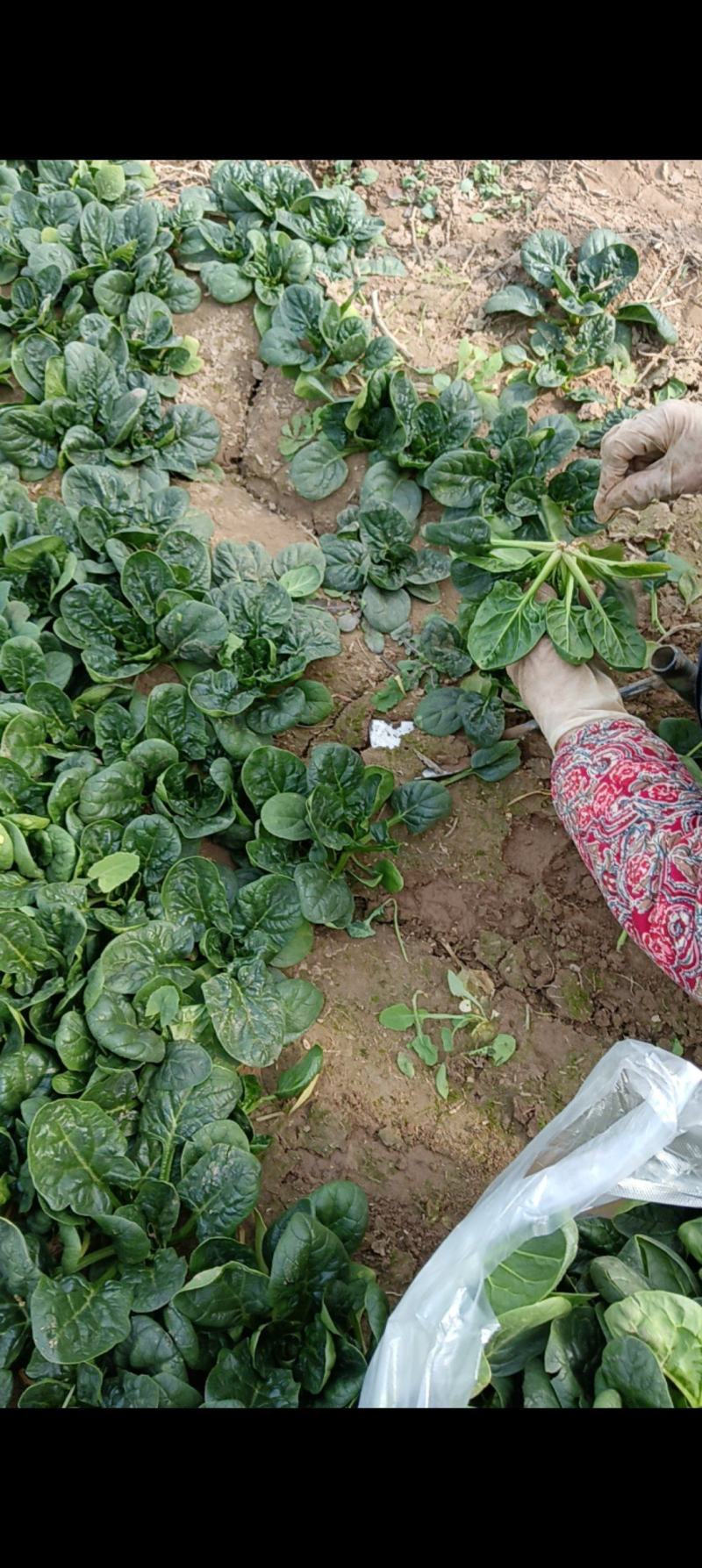 【热卖】趴地菠菜，一手货源，质量保证，欢迎新老客户采购