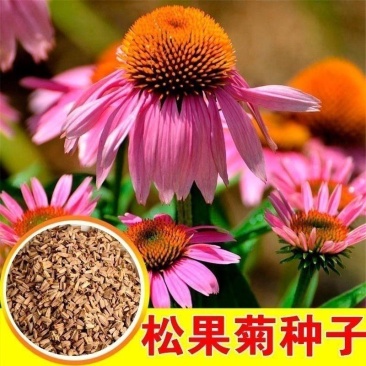 松果菊种子四季播种多年生耐寒花籽室外庭院阳台易活紫松果菊
