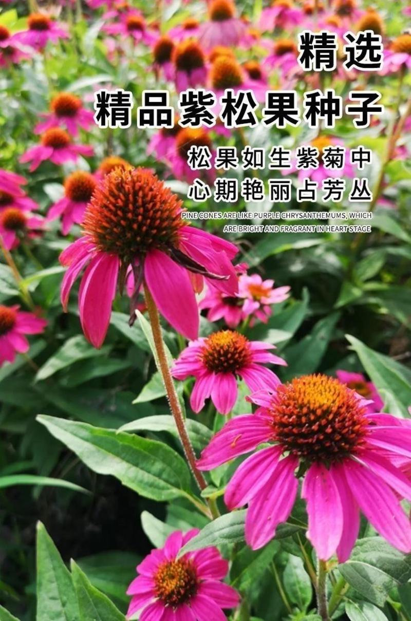 松果菊种子四季播种多年生耐寒花籽室外庭院阳台易活紫松果菊